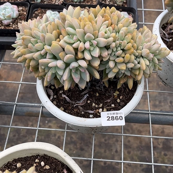 是***呀阿雅园艺。          2860淡雪缀