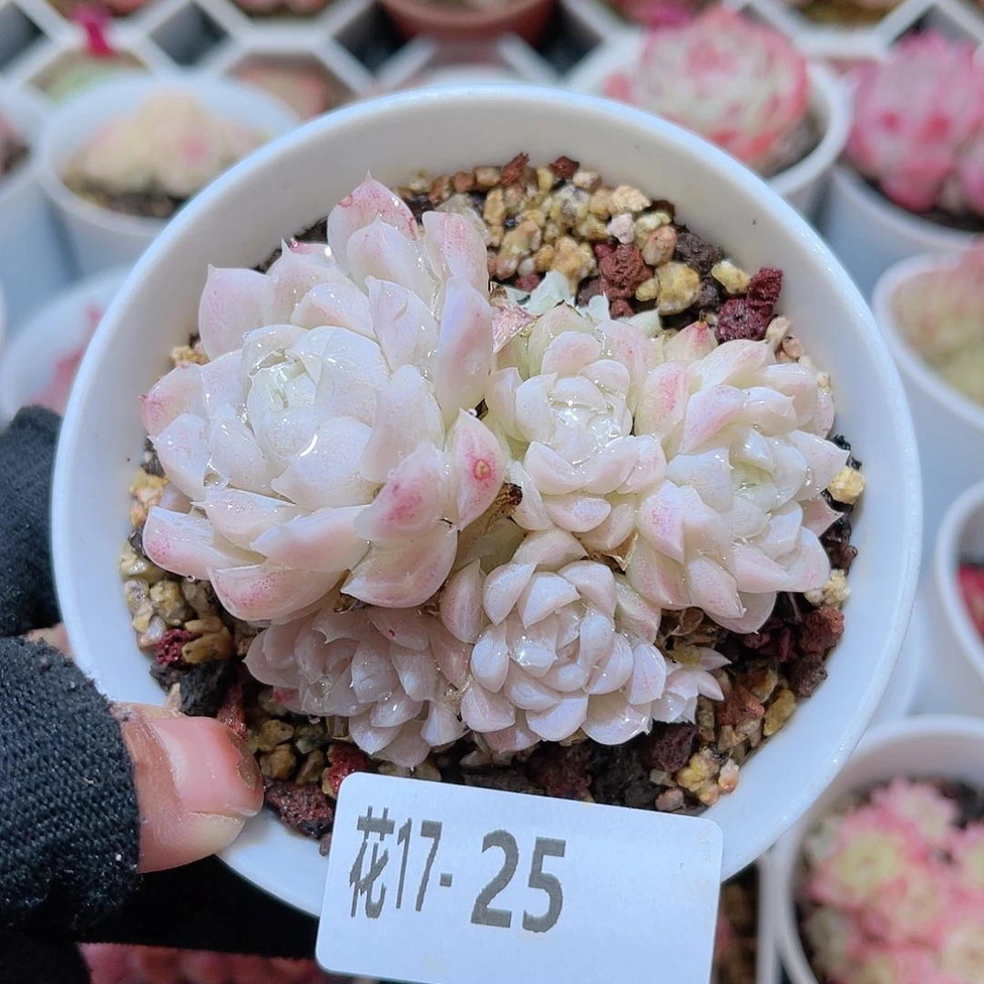 花17-25白月影群