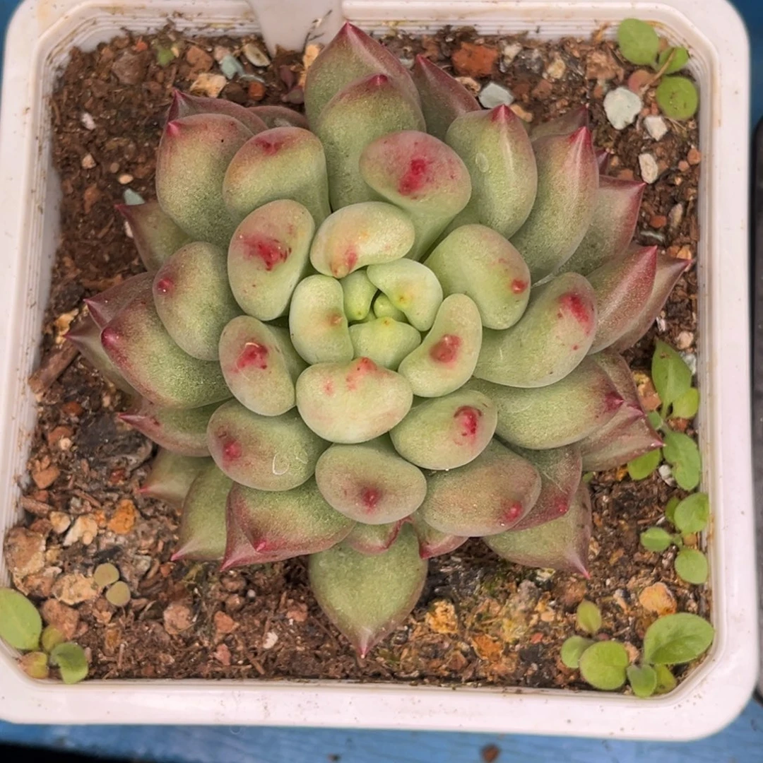 米其林多肉植物482