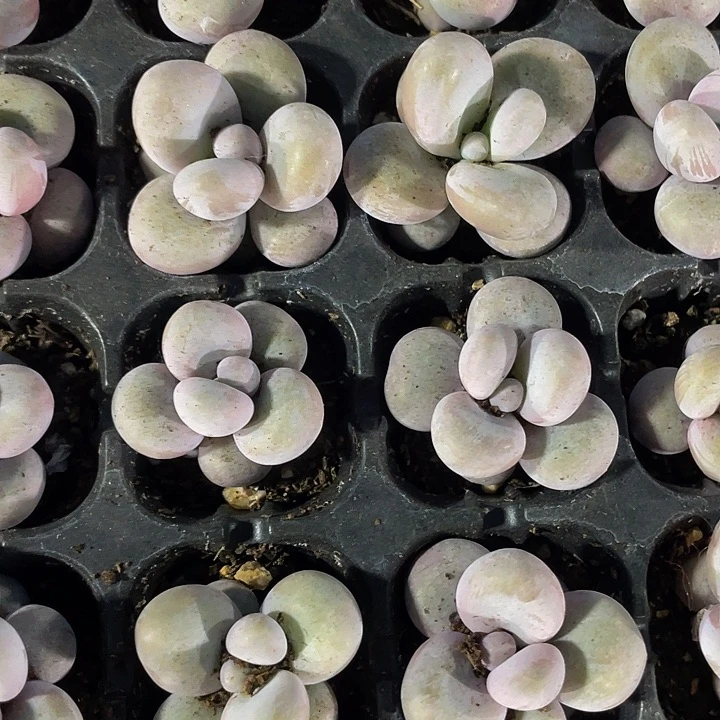 小奶酪1元带土发