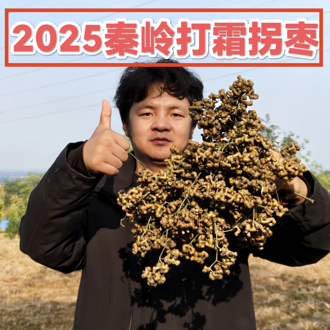 2025秦岭新鲜打霜拐枣可生吃可泡酒煲汤的鸡爪果万寿果
