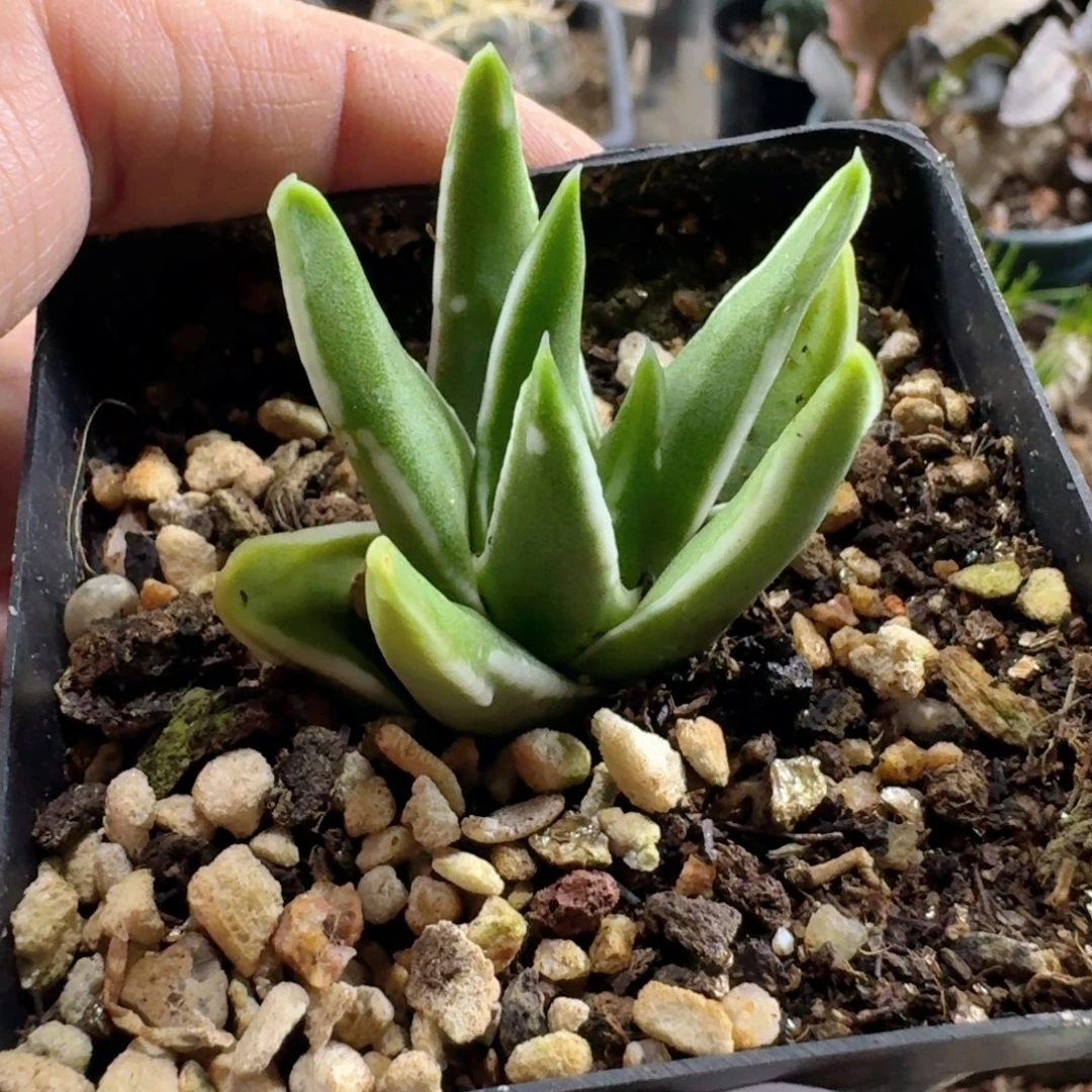 782白折瑞鹤脱土发货