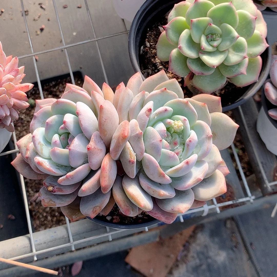 星影多肉植物老桩