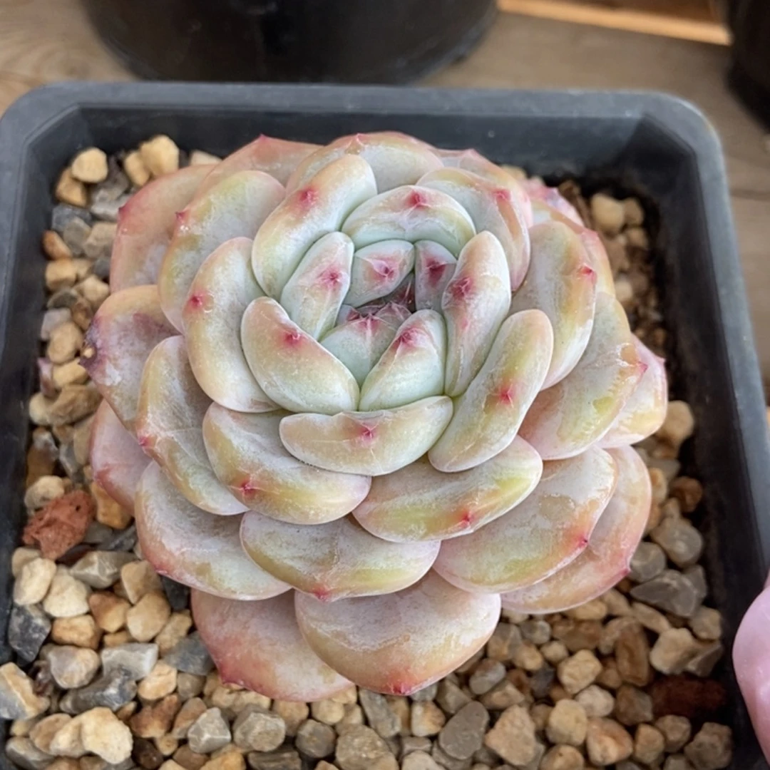 黄底包脸粗腿肥圆