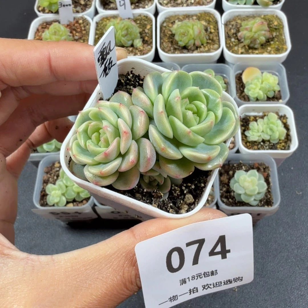 飘枝三头一物一拍074