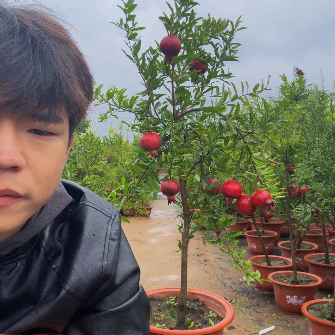 无花朵富贵看开一点
