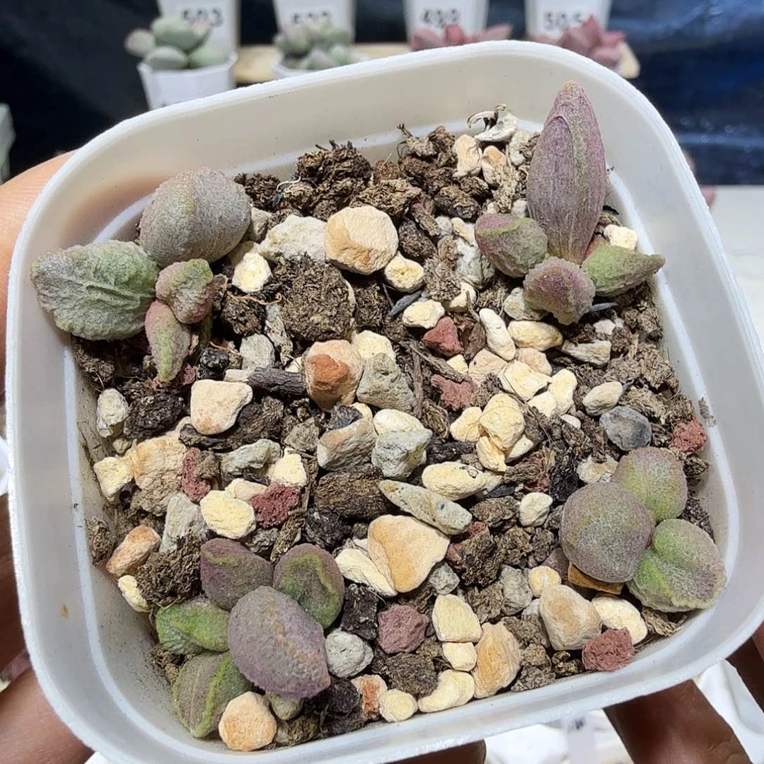 融化纹冰淇凌4颗