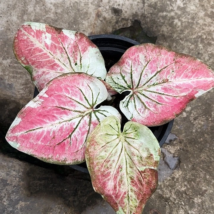 83-1108城市之光广东现货