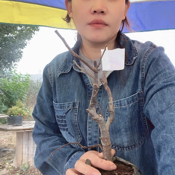 无花朵开***。1111111