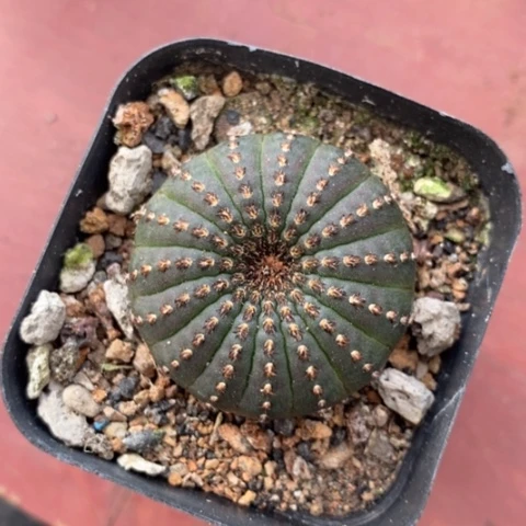 大型侍童4仙人球