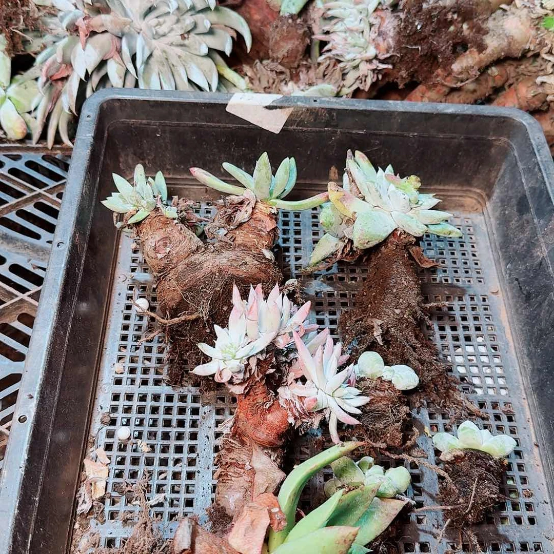 9033瑕疵框拍不售后