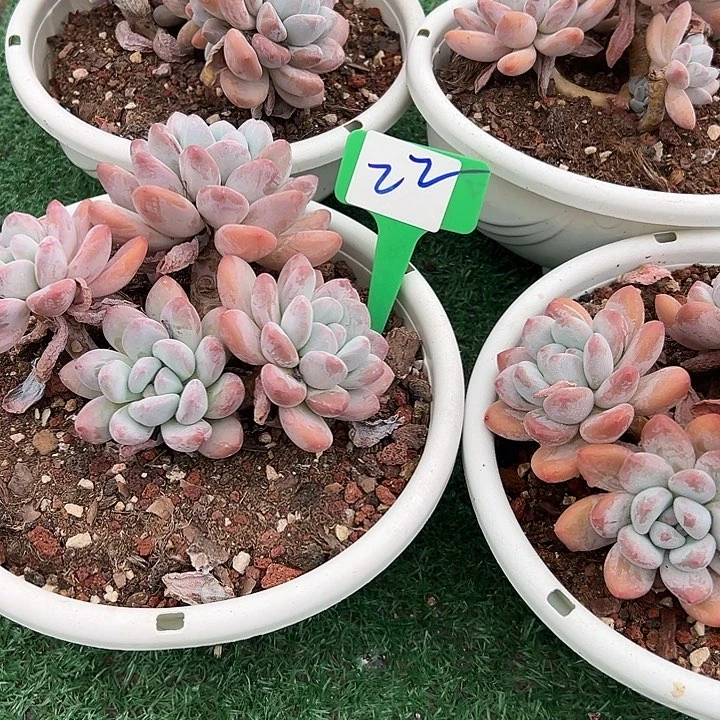 22香水一脱土多肉