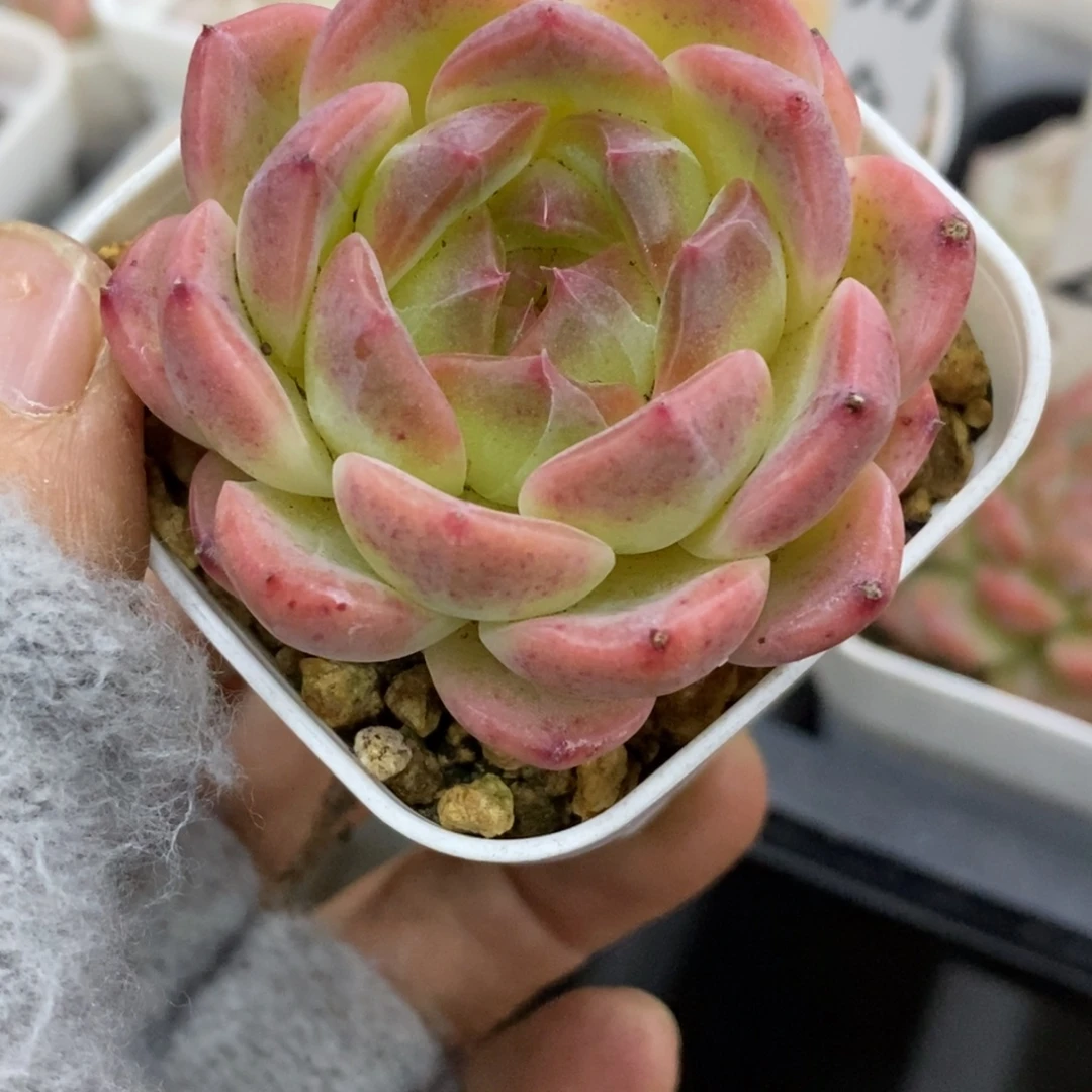 精品多肉一物一拍不包整246