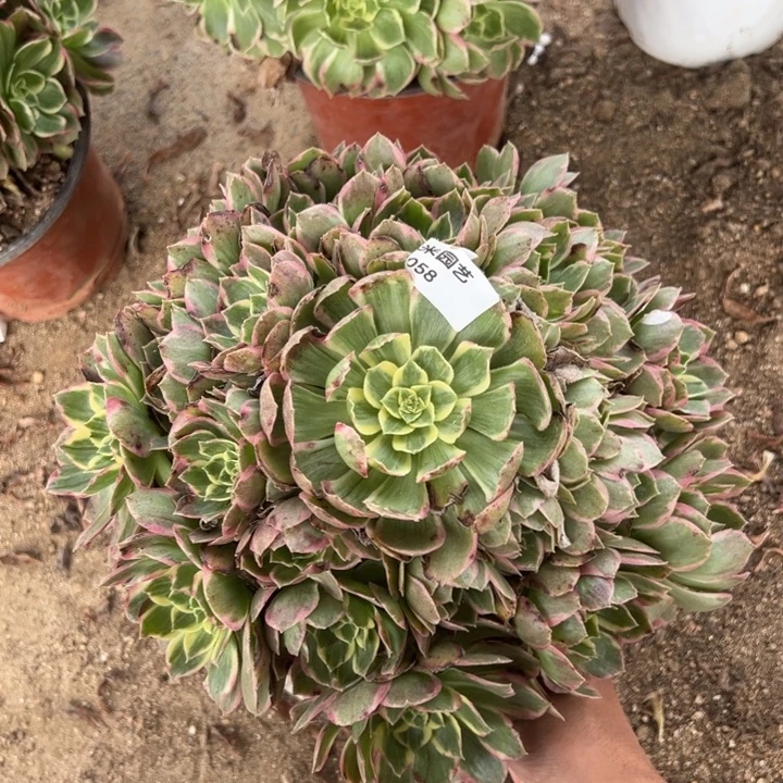 水蜜桃大手捧多肉植物058