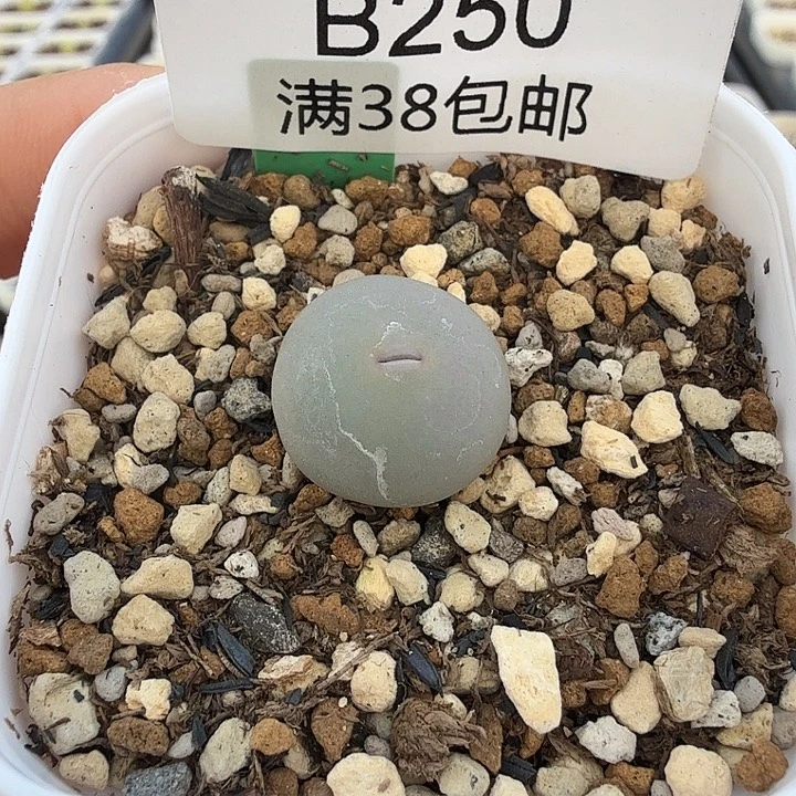 V嘴sh433. 1.5厘米 带盆发