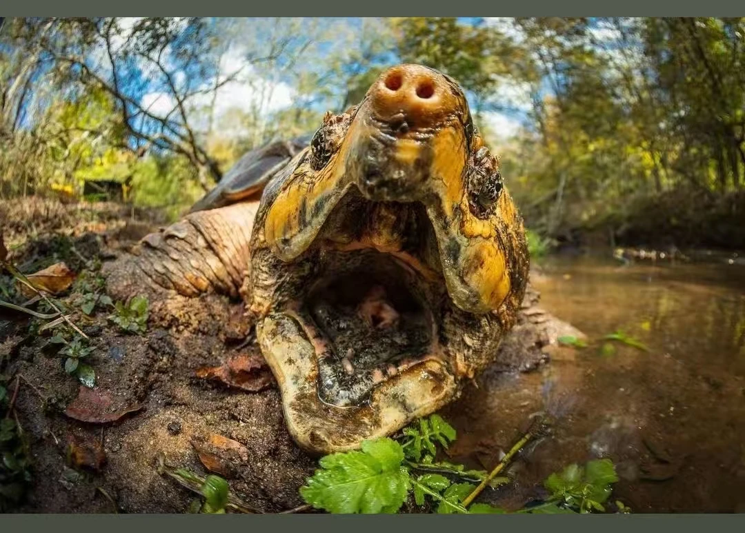 观赏龟直播选购链接 (收到货后请拍开箱视频 没有开箱视频不售后）