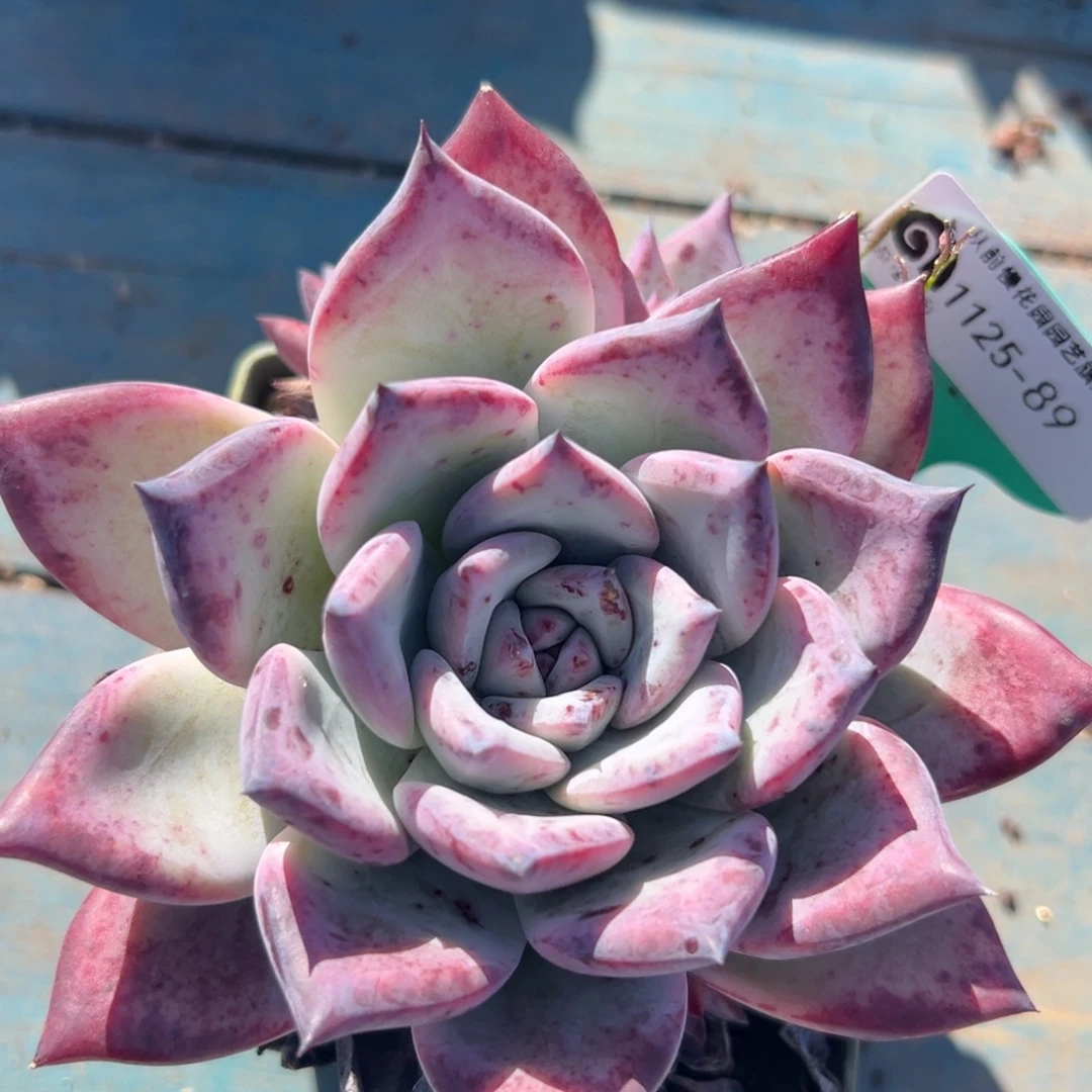 从前慢花园多肉编号1125-89