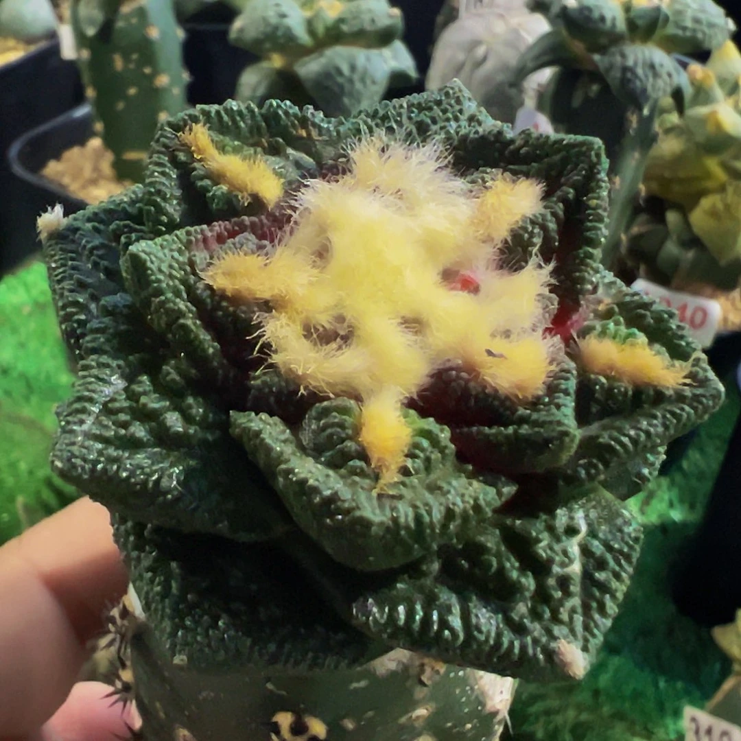 无花朵辛顿牡丹677