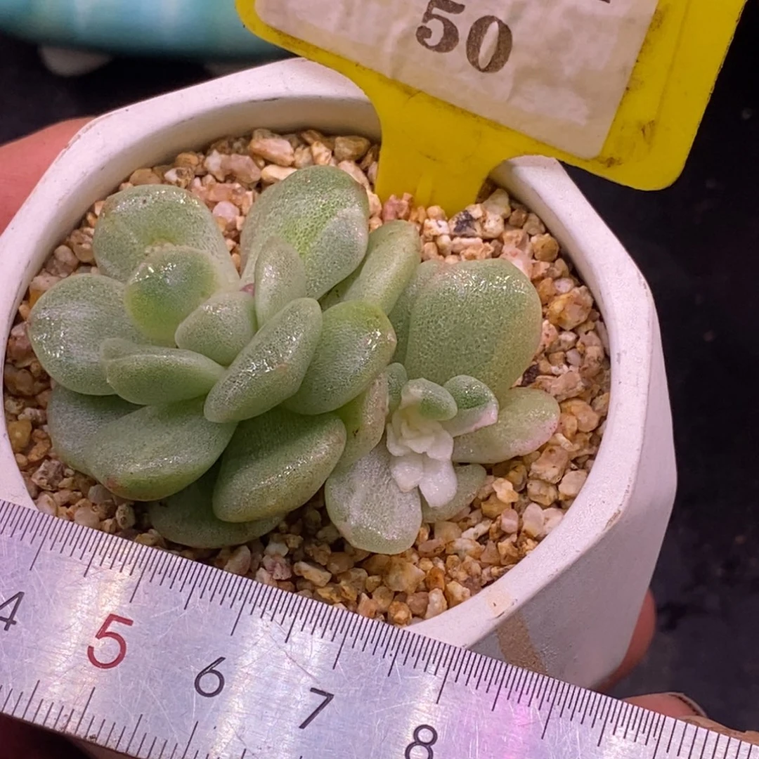 150冰玉白锦趴地双……