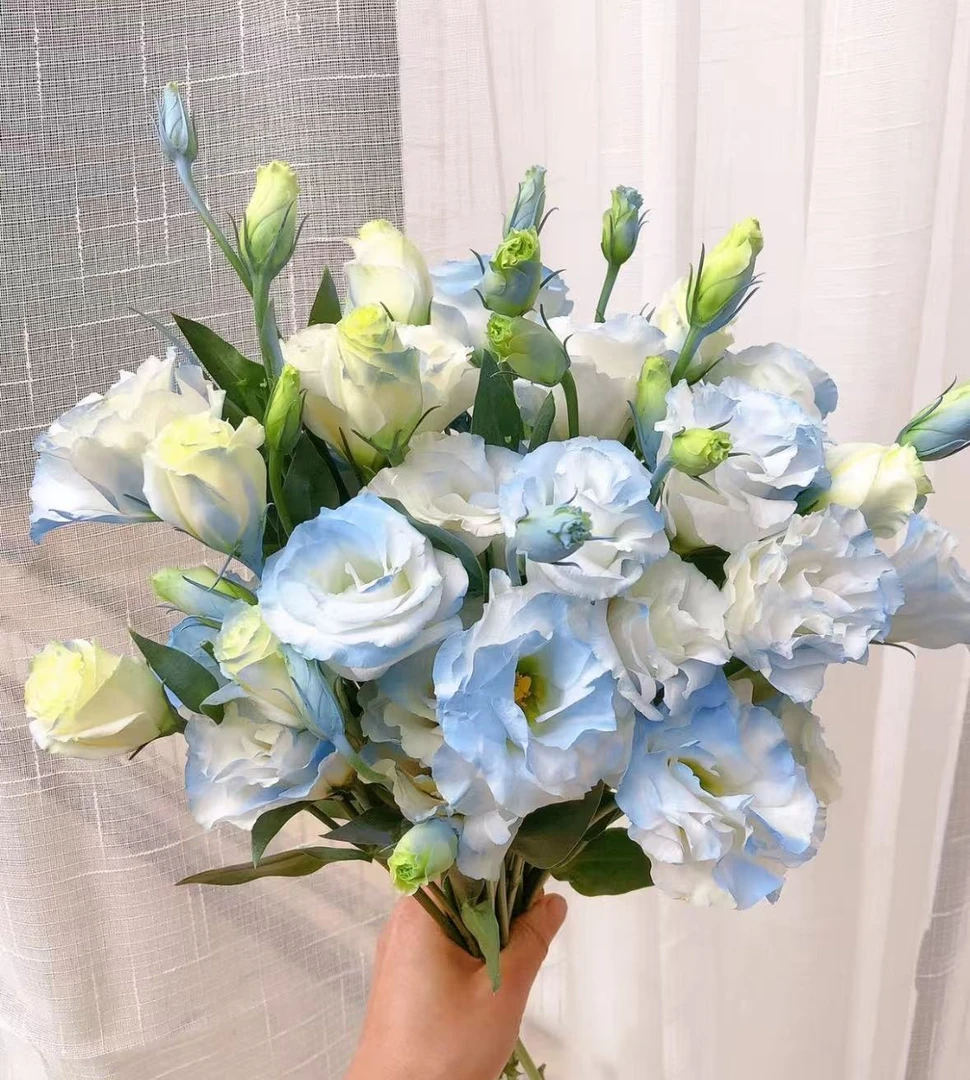 【碎冰蓝洋桔梗】 | 全场任意满两单鲜花包邮发货