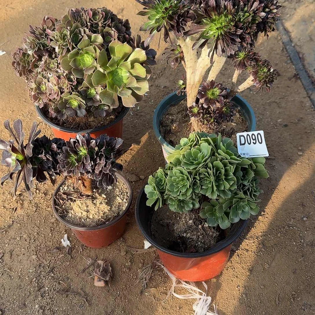 090黑法师绿缀玫瑰欧紫微瑕共4颗