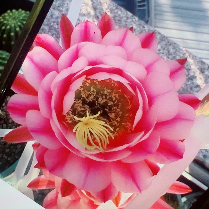 毛花柱 粉中筋 侧芽 满20包邮