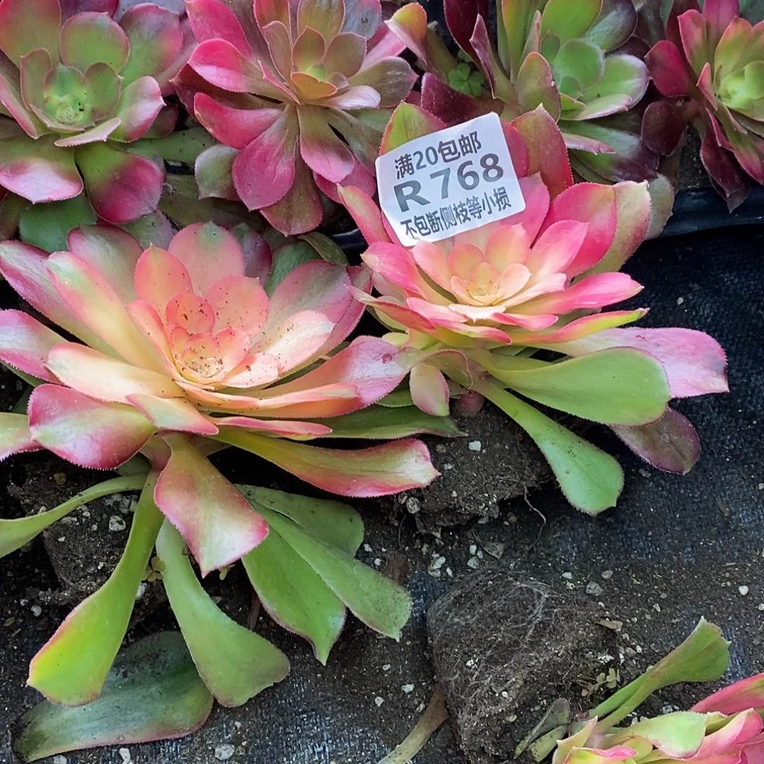 768红牡丹多肉量拍