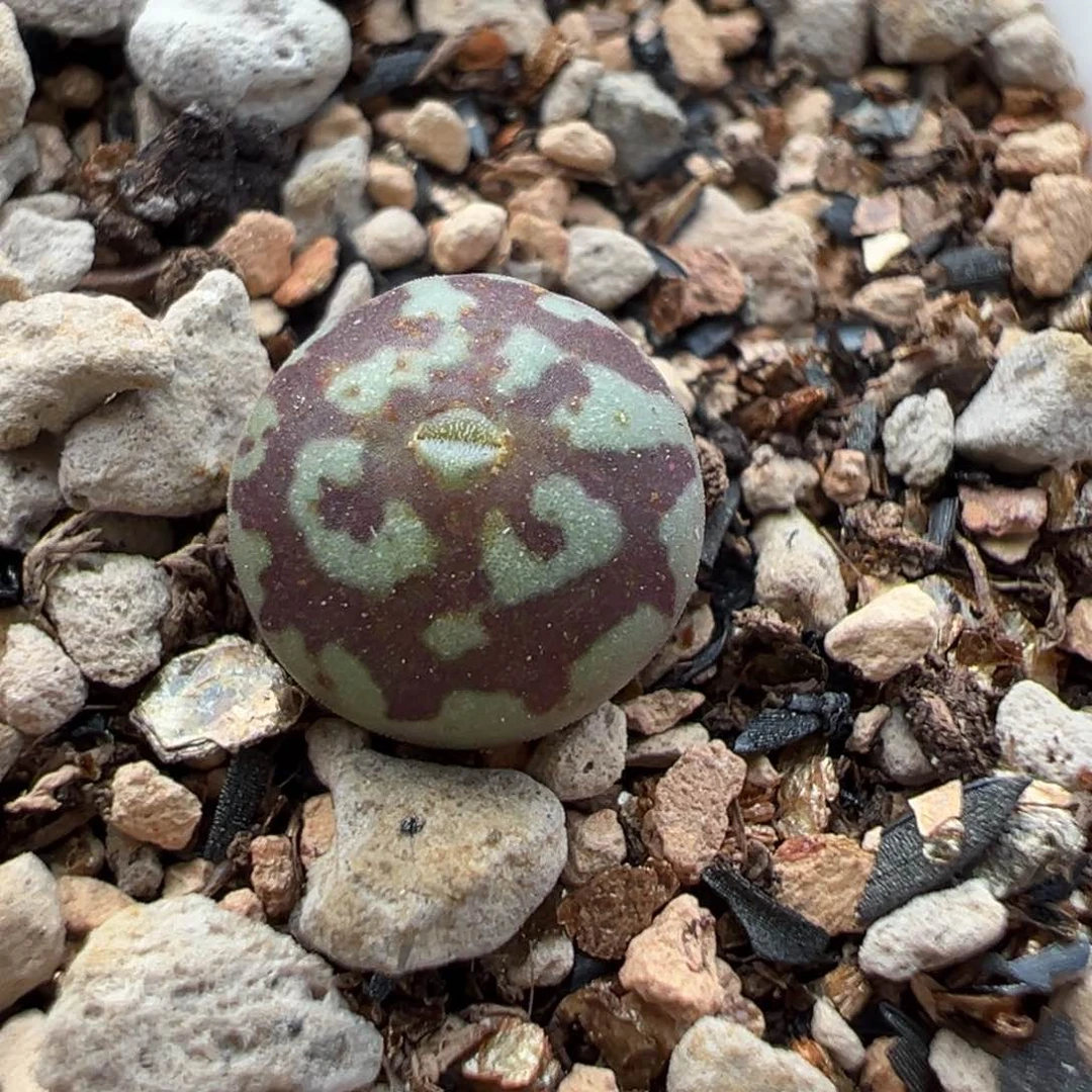 粗纹花朵八重墨多肉