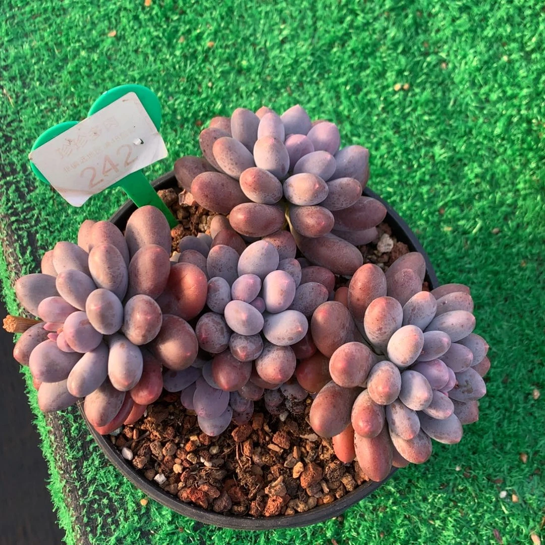 橙光奶酪开播福利