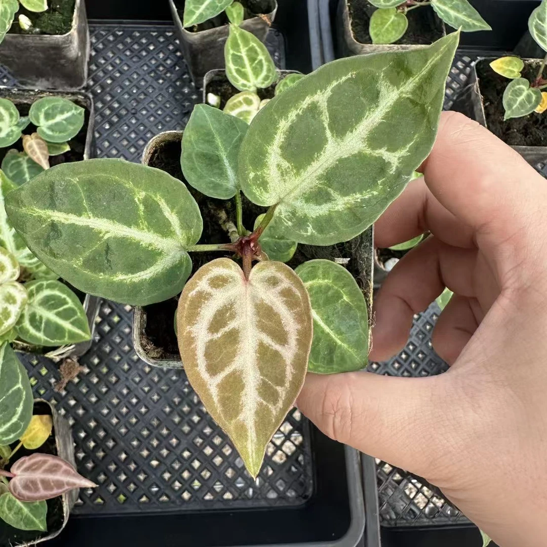 SOLOPLants【铜锣烧x米歇尔花烛】花烛天南星科热带植物