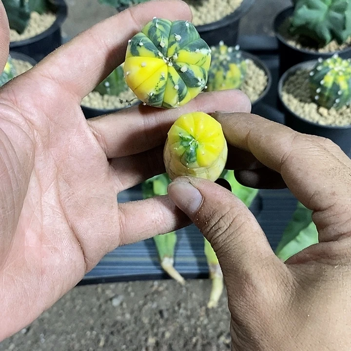 尘***人组合2棵星兜锦有瑕疵