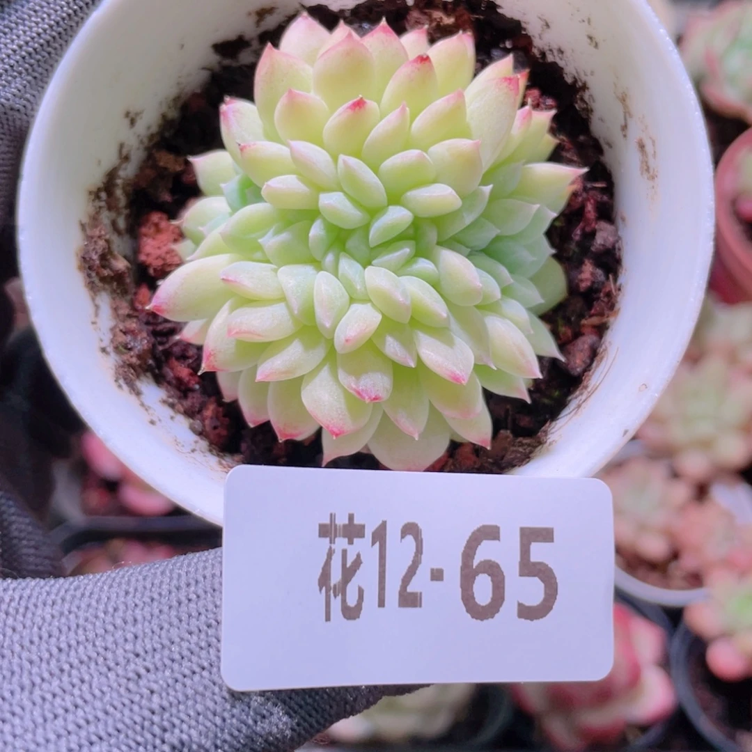 花利美12-65新品缀化