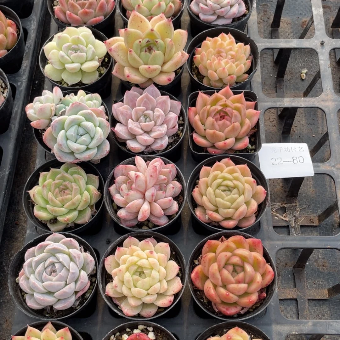 一物一拍18颗22-80