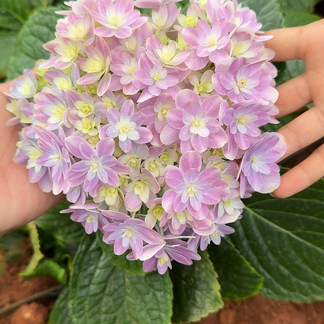 绣球切花一物一拍3枝起包邮，84