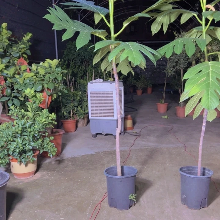 白***菜一物一拍面包果树