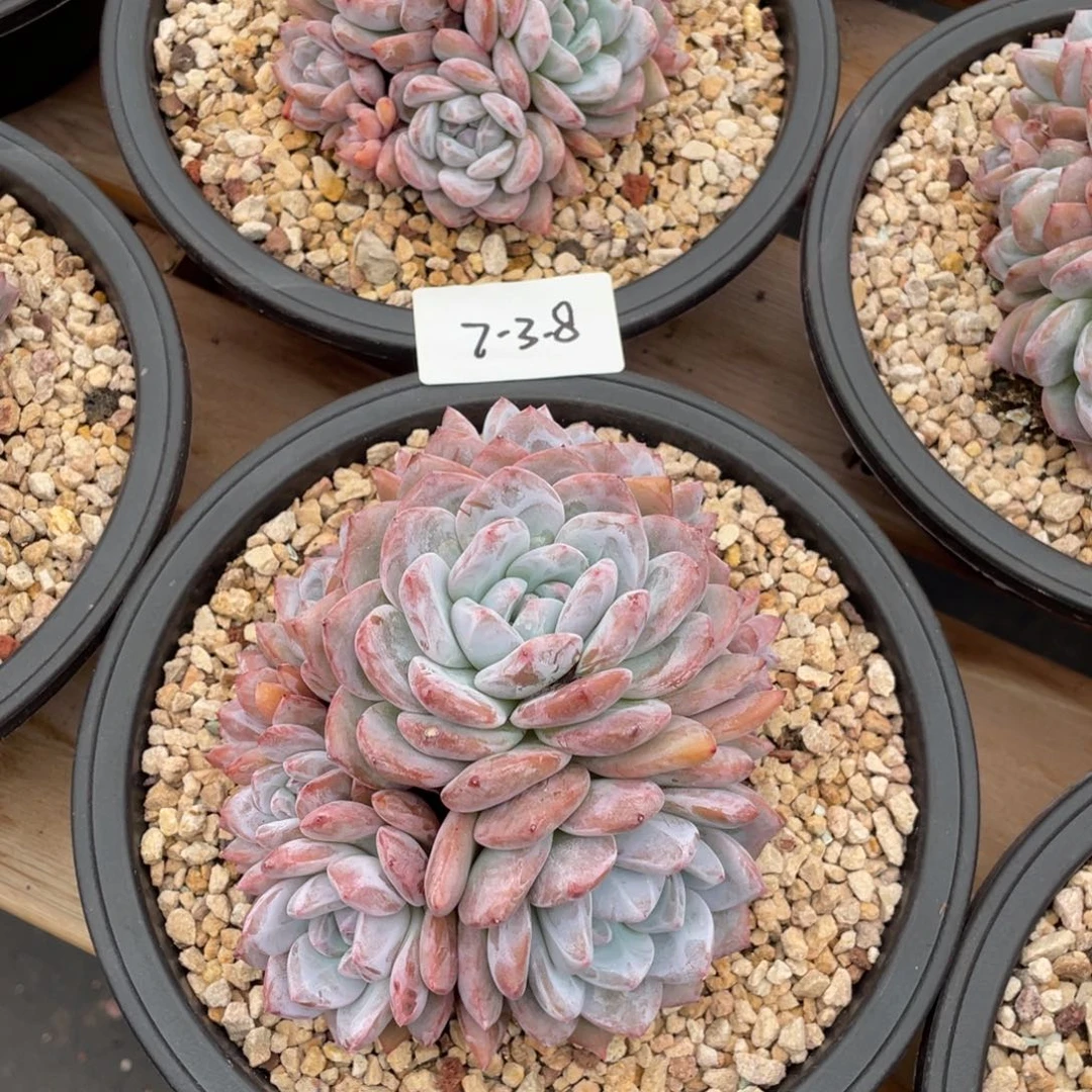 7-3-8静好多肉222222222222