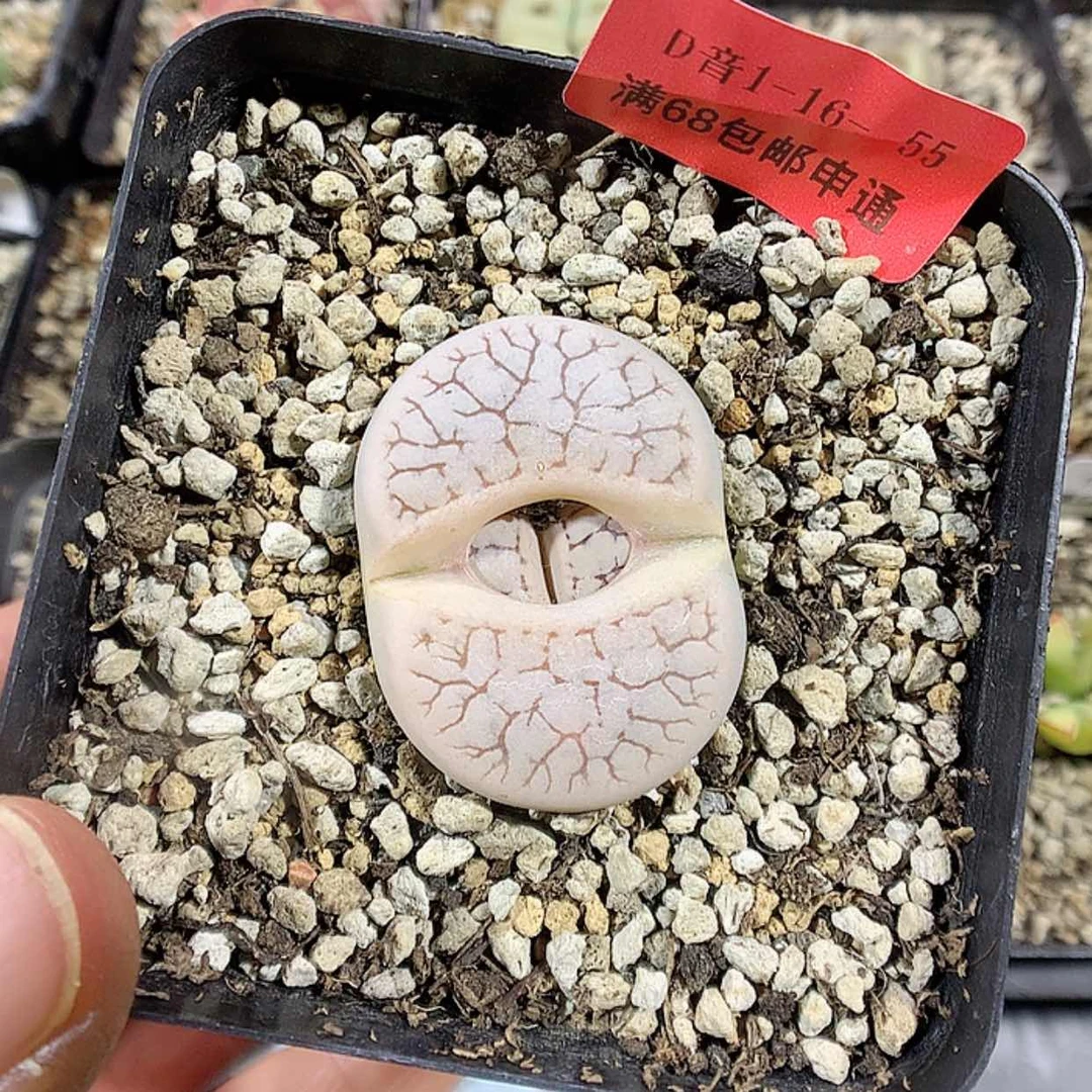 【闪购商品】1-16-55 373 1颗25