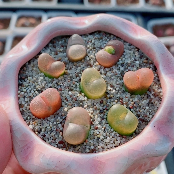 生石花花花花开了859