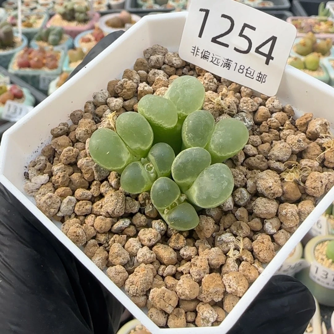 1254--一物一拍 带盆