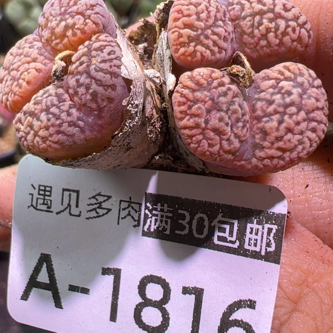 多肉植物1111111111111