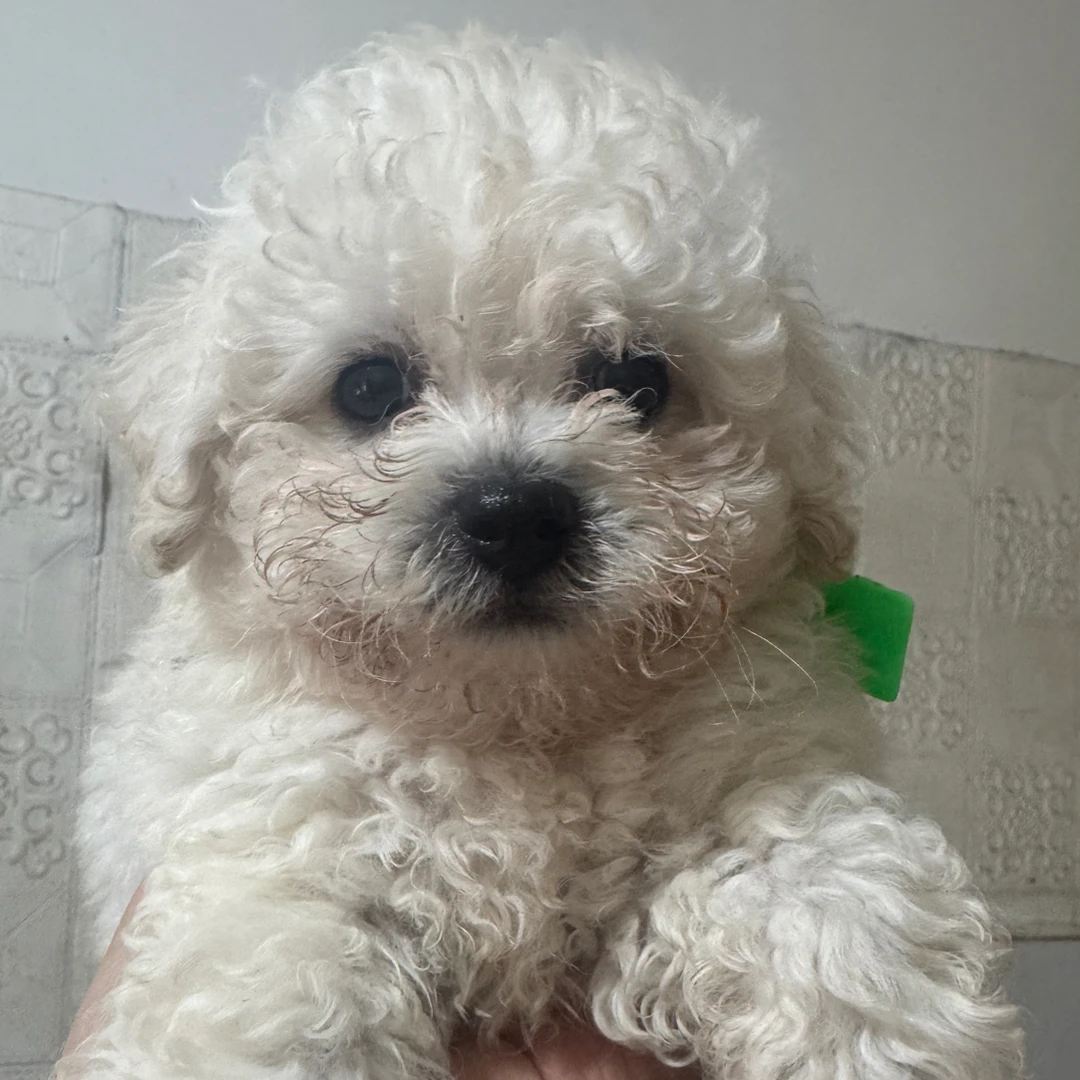 《小可爱》比熊泰迪熊马尔泰泰迪幼犬狗狗直播间一狗一拍