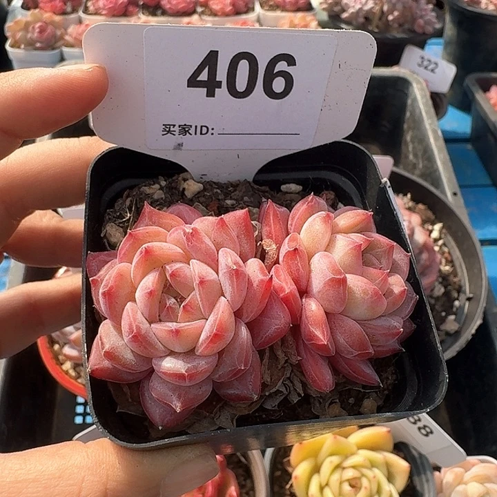 冰糖水晶多肉植物406