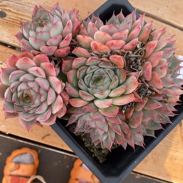 1794杂交老桩基地～14厘米