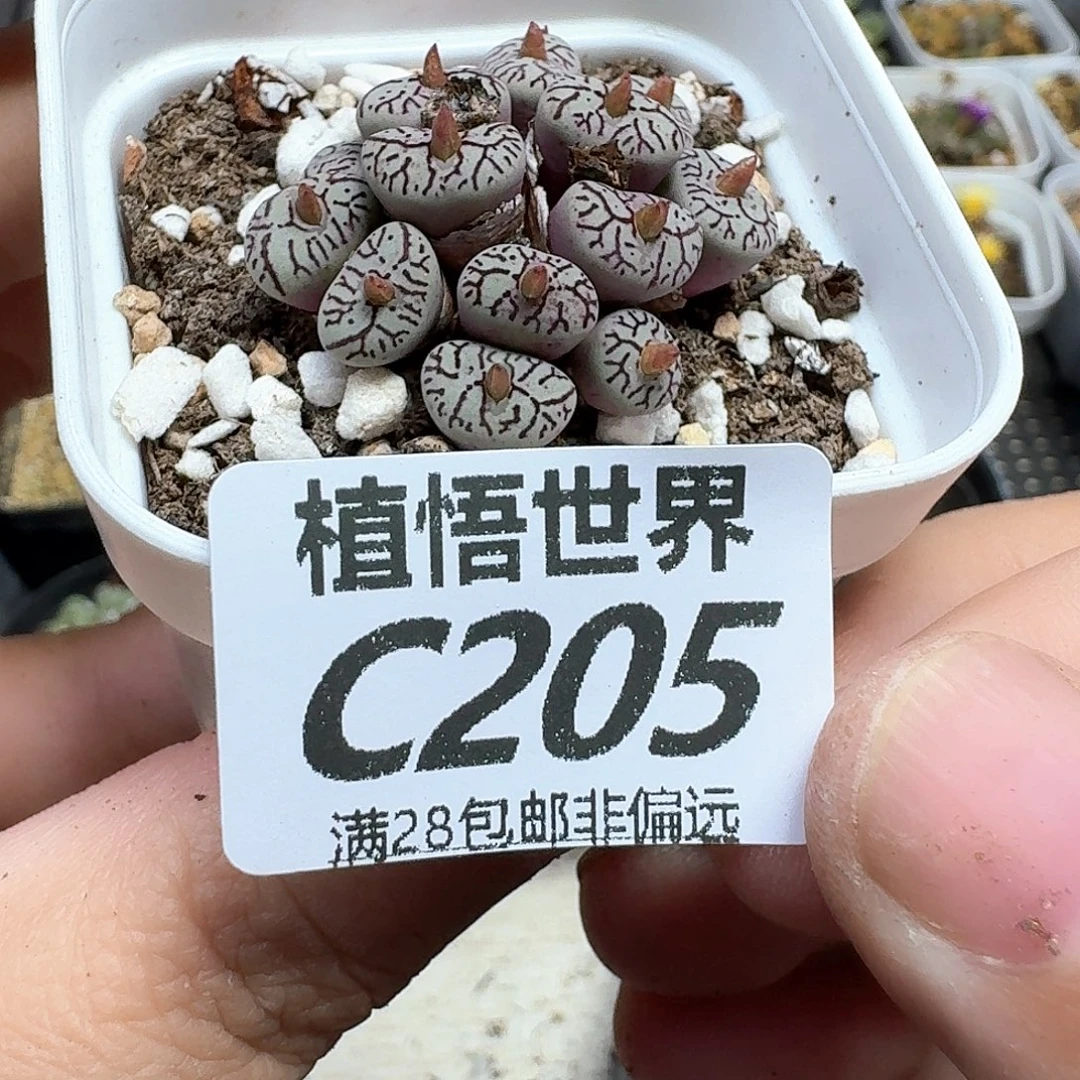 drzwfrs多肉植物的人生