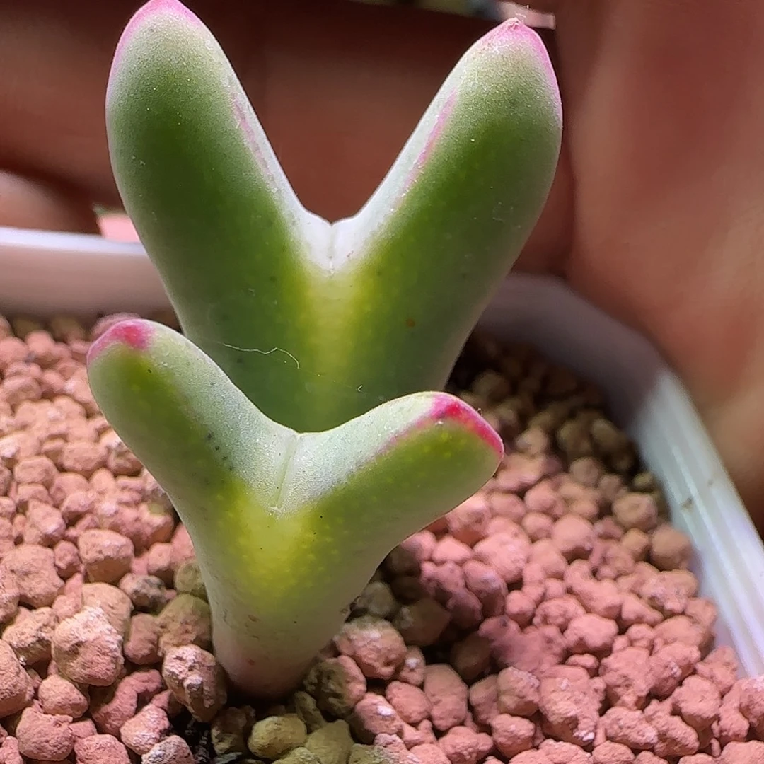 哈哈哈哈我真的。 389