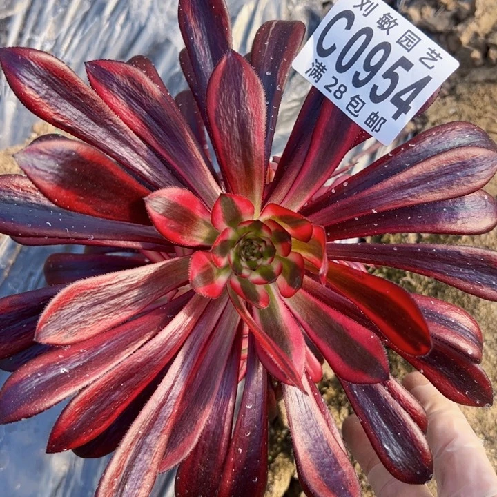 魔法锦多肉植物0954