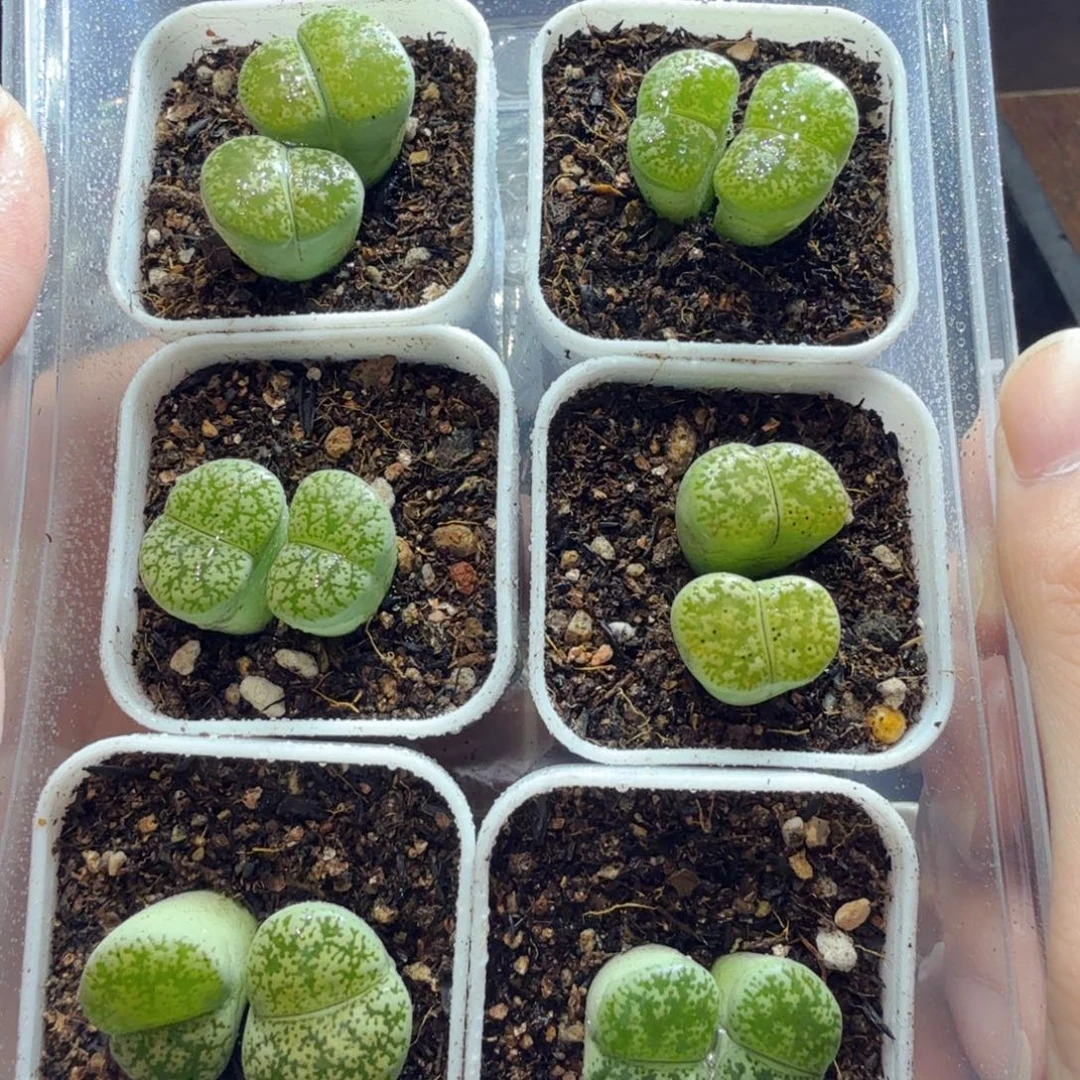 多肉植物的生长发育区181