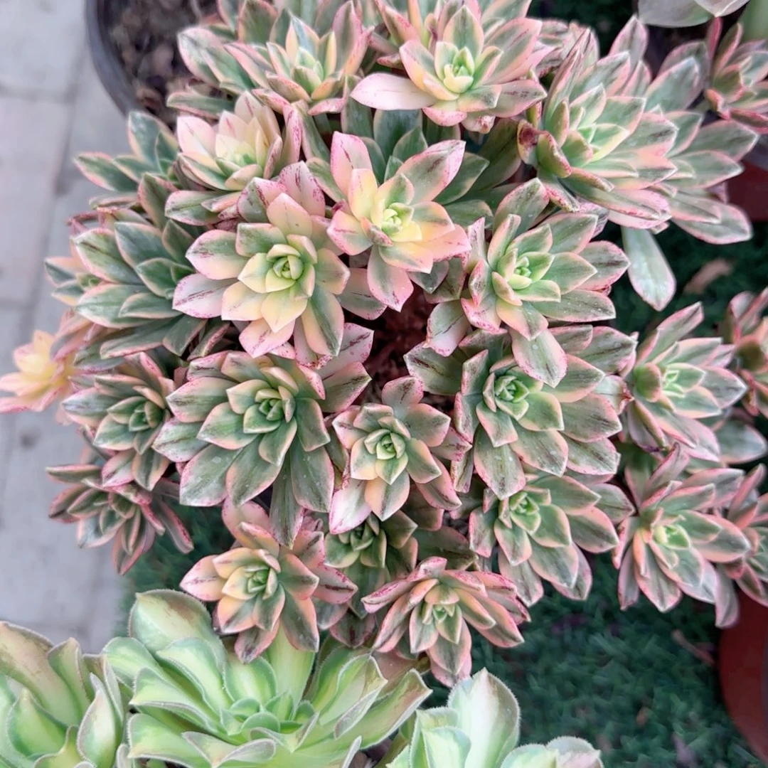 无花朵甜茶中号手捧