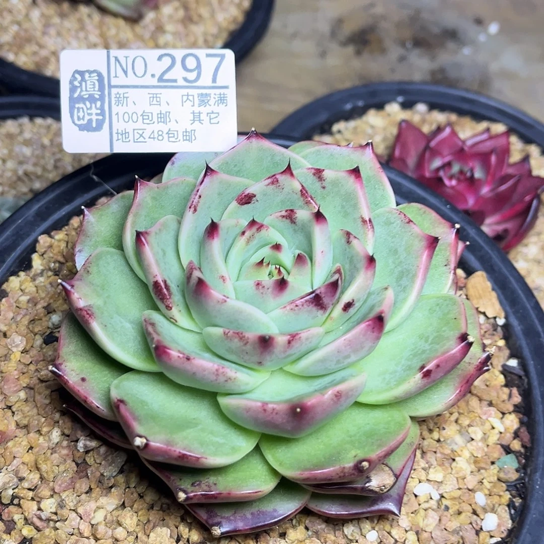 297……………………………………冬云