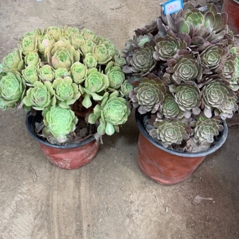 452多肉植物组合，